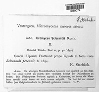 Uromyces scleranthi image